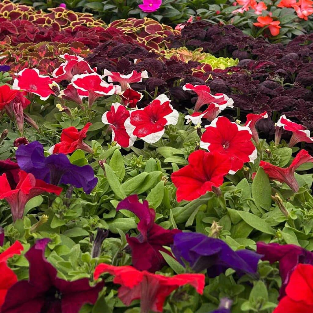 vegetaux-en-abondance